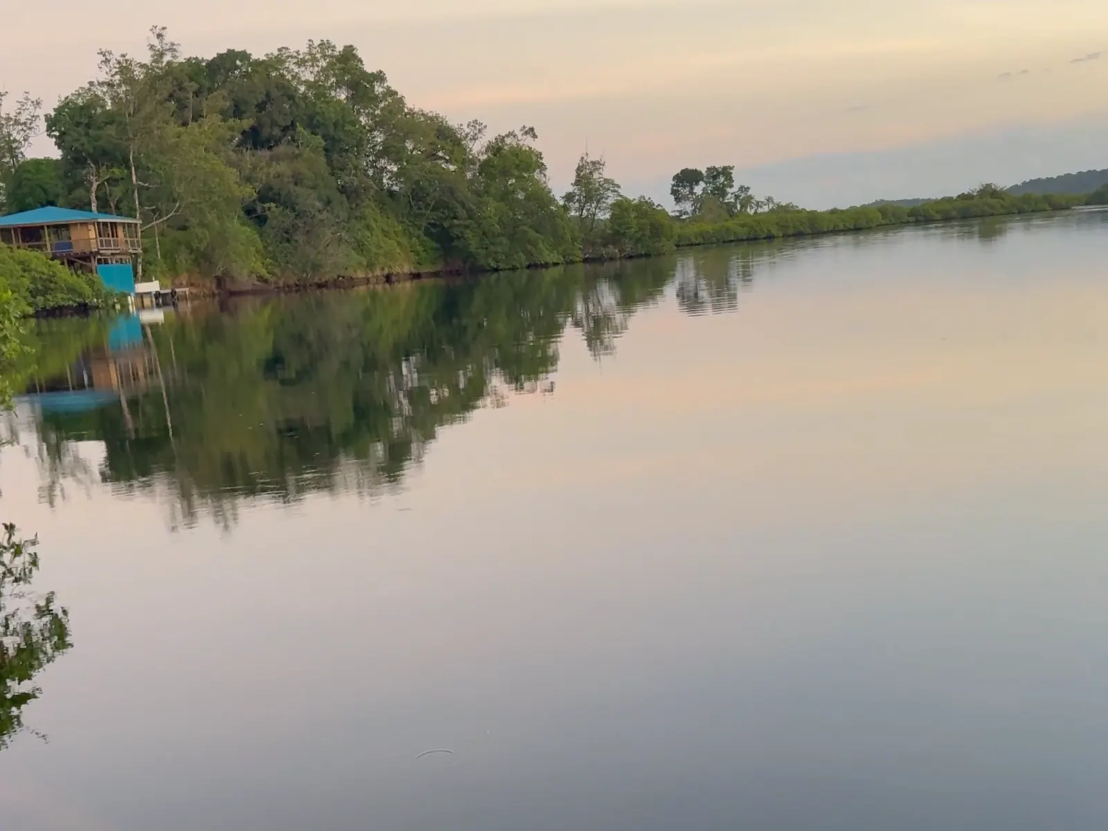 Still water at dawn from the dock, the mangroves mirrored