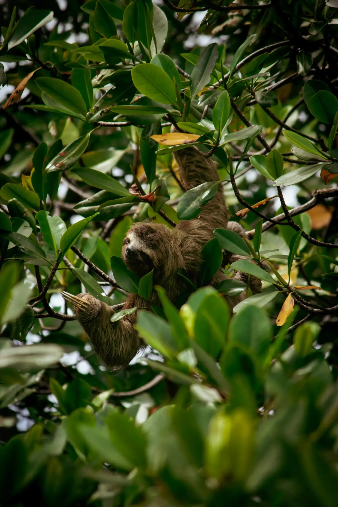 A sloth hanging from a branch among green leaves